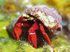 108 Red Reef Hermit Crab IMG 6090